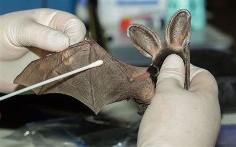 Unlocking the Secrets of Bat Echolocation: A Magical Skill